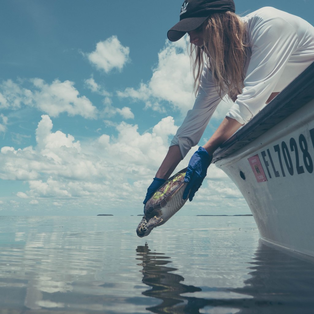 Female student releasing a juvenile green turtle back into the water from a boat