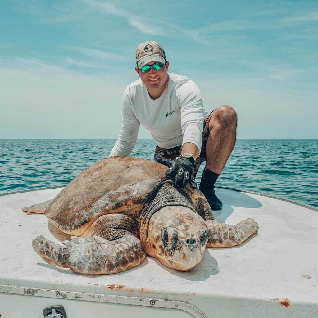 Researcher with an adult loggerhead sea turtle on the bow of a small boat