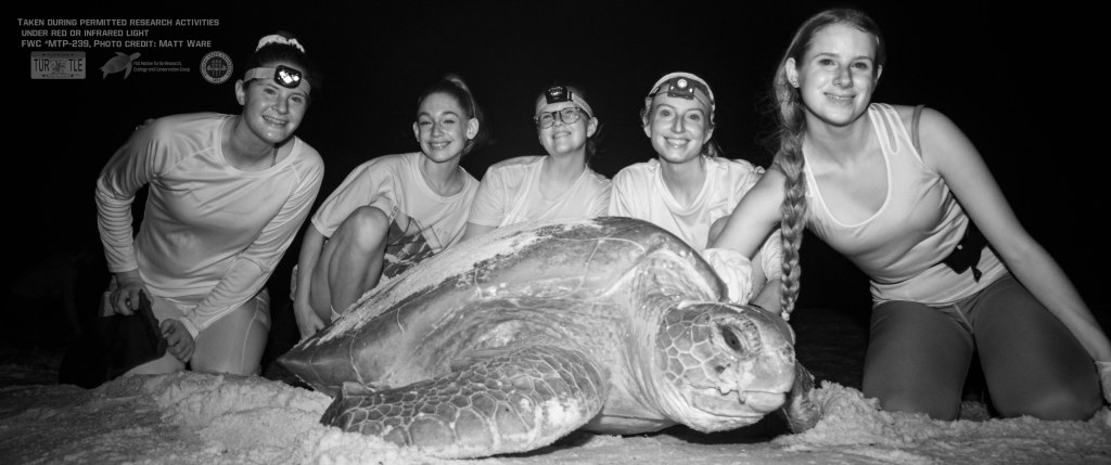 Five students sitting behind a green sea turtle on the beach