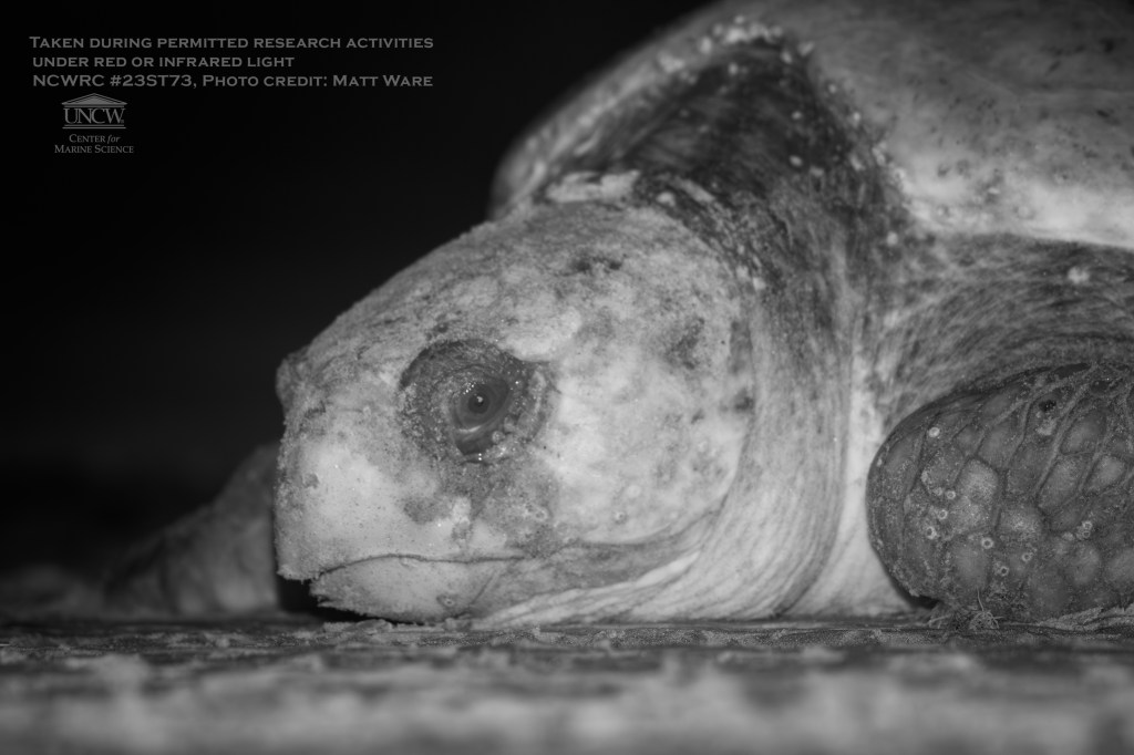 Infrared photo of a loggerhead sea turtle after nesting on Bald Head Island