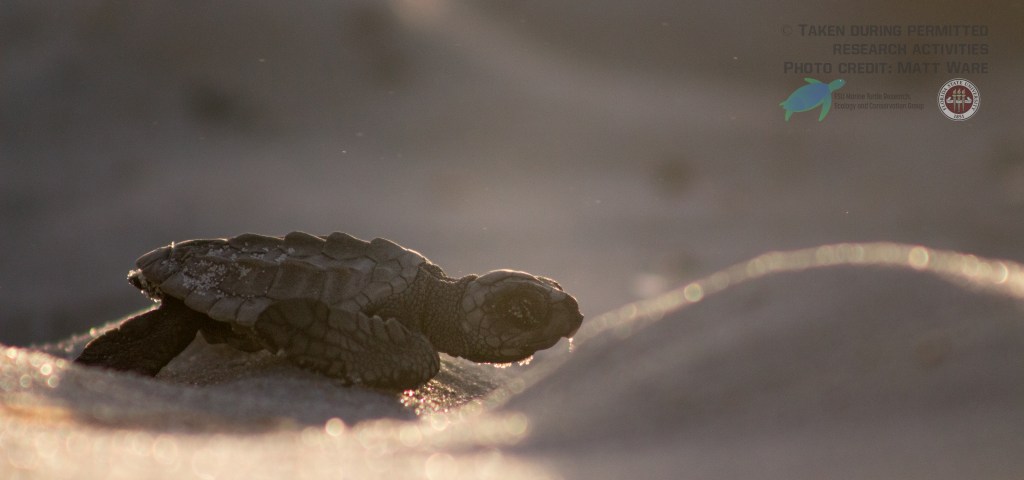A Kemp's ridley sea turtle hatchling crawling across the sand